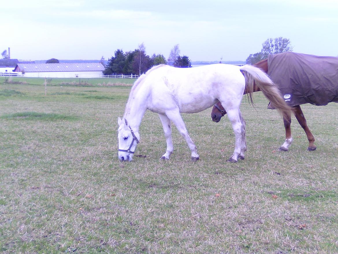 Welsh Cob (sec D) Baletten's S - Men hun ville heller græse. billede 7