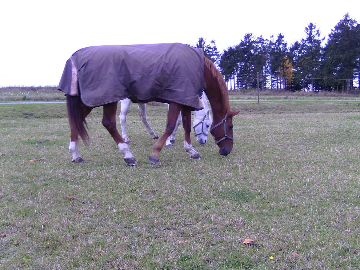 Dansk Varmblod Delight billede 11