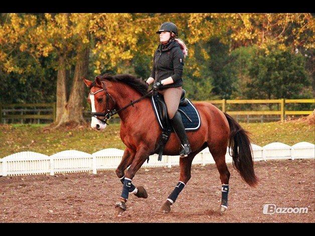 Tysk Sportspony Artos (fedtmulen) B-pony - Verdens bedste tosse <3 3 års dag d. 15 okt. 2012 
ILY  billede 2