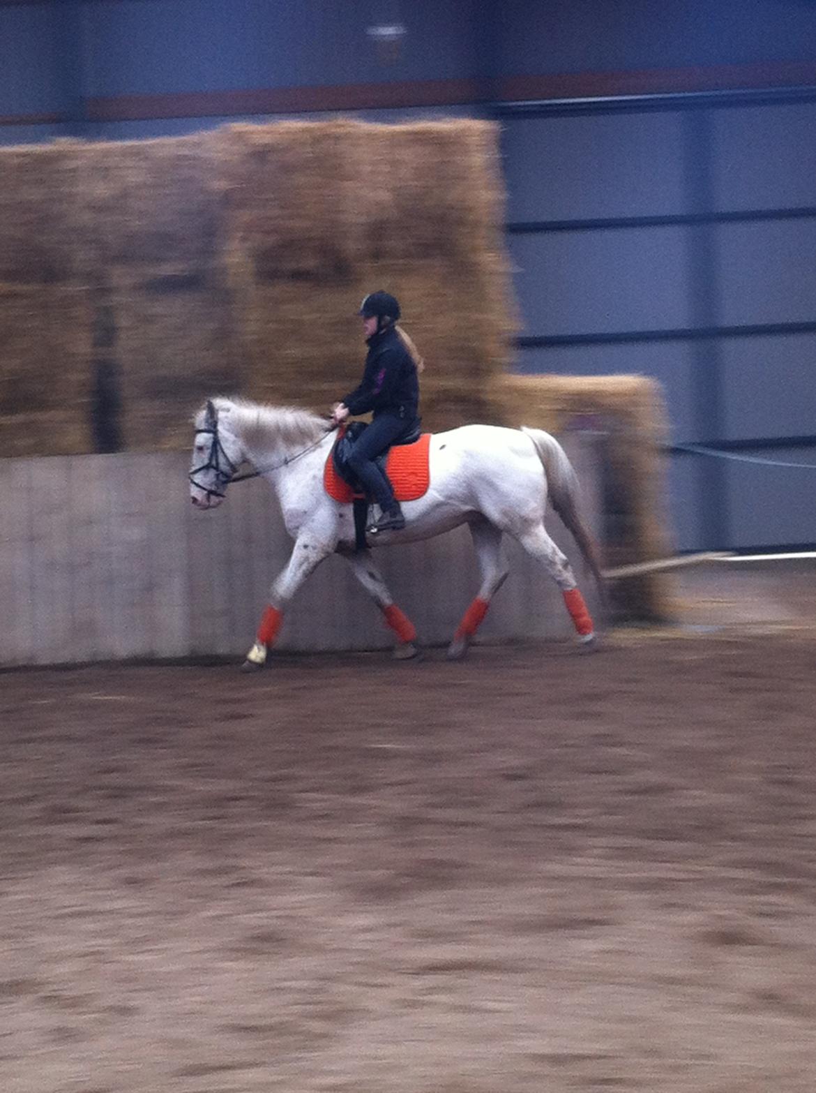 Knabstrupper Lurifax billede 4