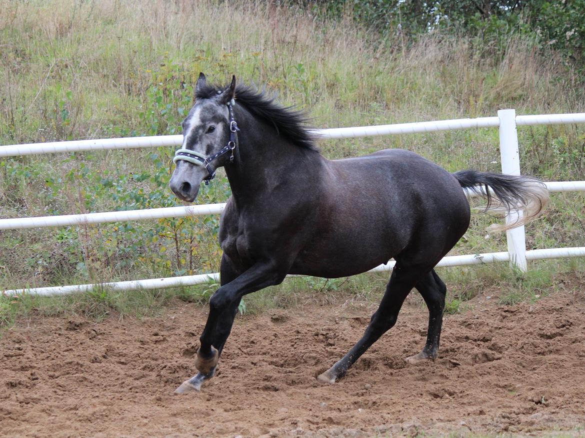 Anden særlig race Cortes |Min bedre halvdel| <3 - Første gang vi træner, løs i roundpennen <3 billede 12