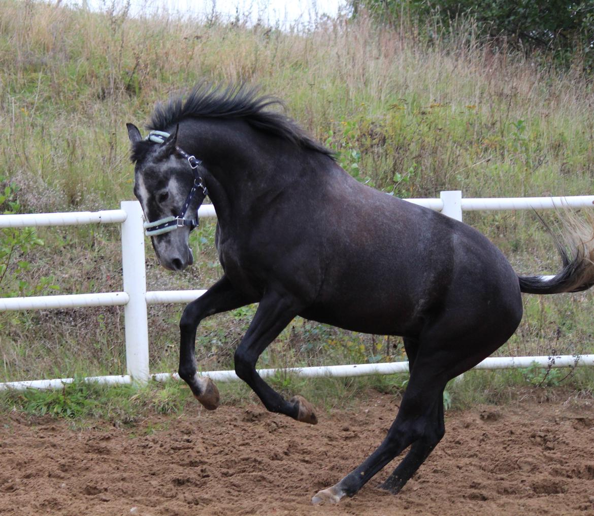 Anden særlig race Cortes |Min bedre halvdel| <3 - Mit vilde dyr <3 billede 13