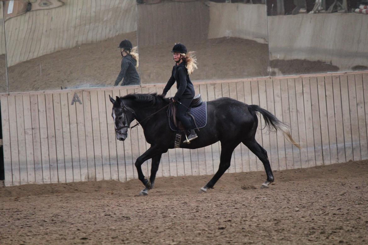 Anden særlig race Cortes |Min bedre halvdel| <3 - Galloparbejdet bliver også bedre og bedre og bedre. Vi udvikler os hele tiden skatter.  billede 16