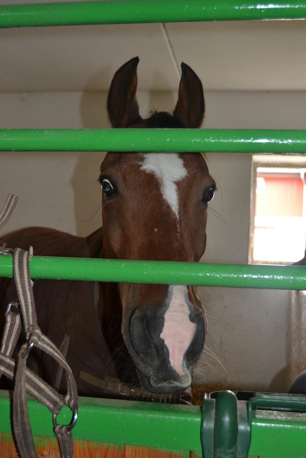 DSP Passion *palle* (skadet) - Palle i sin boks<3 billede 2