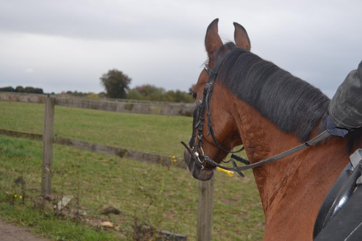 DSP Passion *palle* (skadet) billede 3