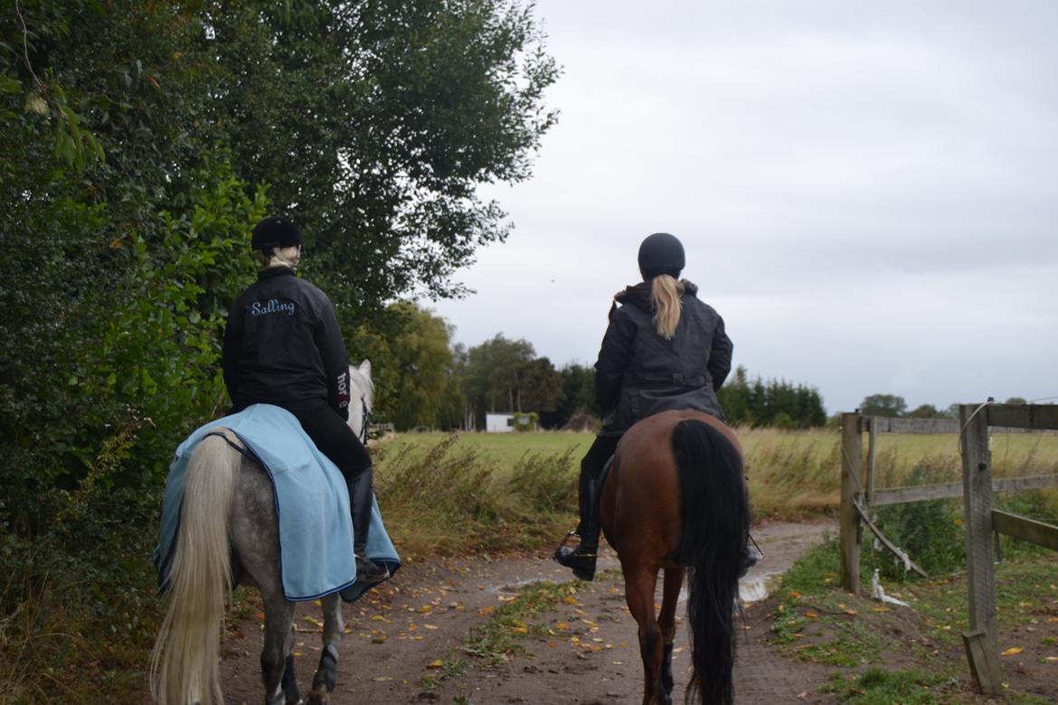 DSP Passion *palle* (skadet) - Palle og Macado på tur;) billede 4