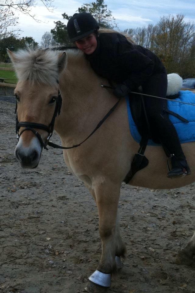 Fjordhest Prins billede 17