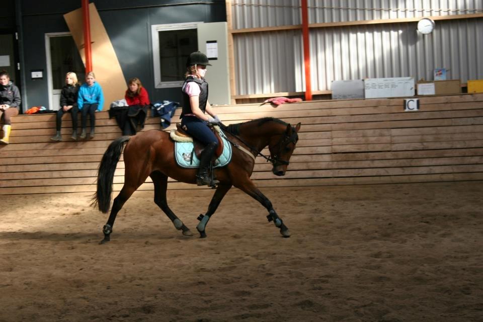 Anden særlig race LUNDGAARD'S COINTREAU - SOLGT - Trøf :-* billede 3