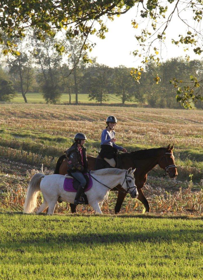 Dansk Varmblod Carentia ~SOULMATE~ - Bedste Venner <3  billede 2