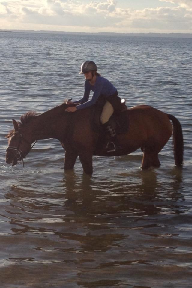 Dansk Varmblod Carentia ~SOULMATE~ - Ved stranden :D  billede 3