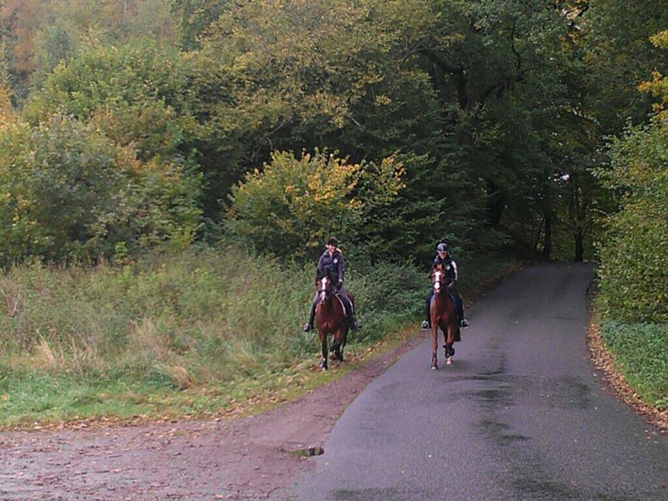 Welsh Cob (sec D) Mailunds Hadrian - I fussingø skov og ride med ponyerne! ;D billede 4