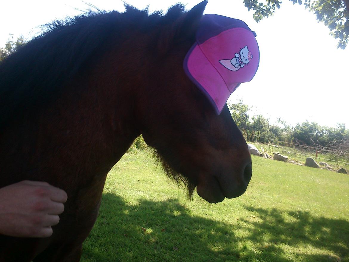 Miniature Hr. Big billede 1