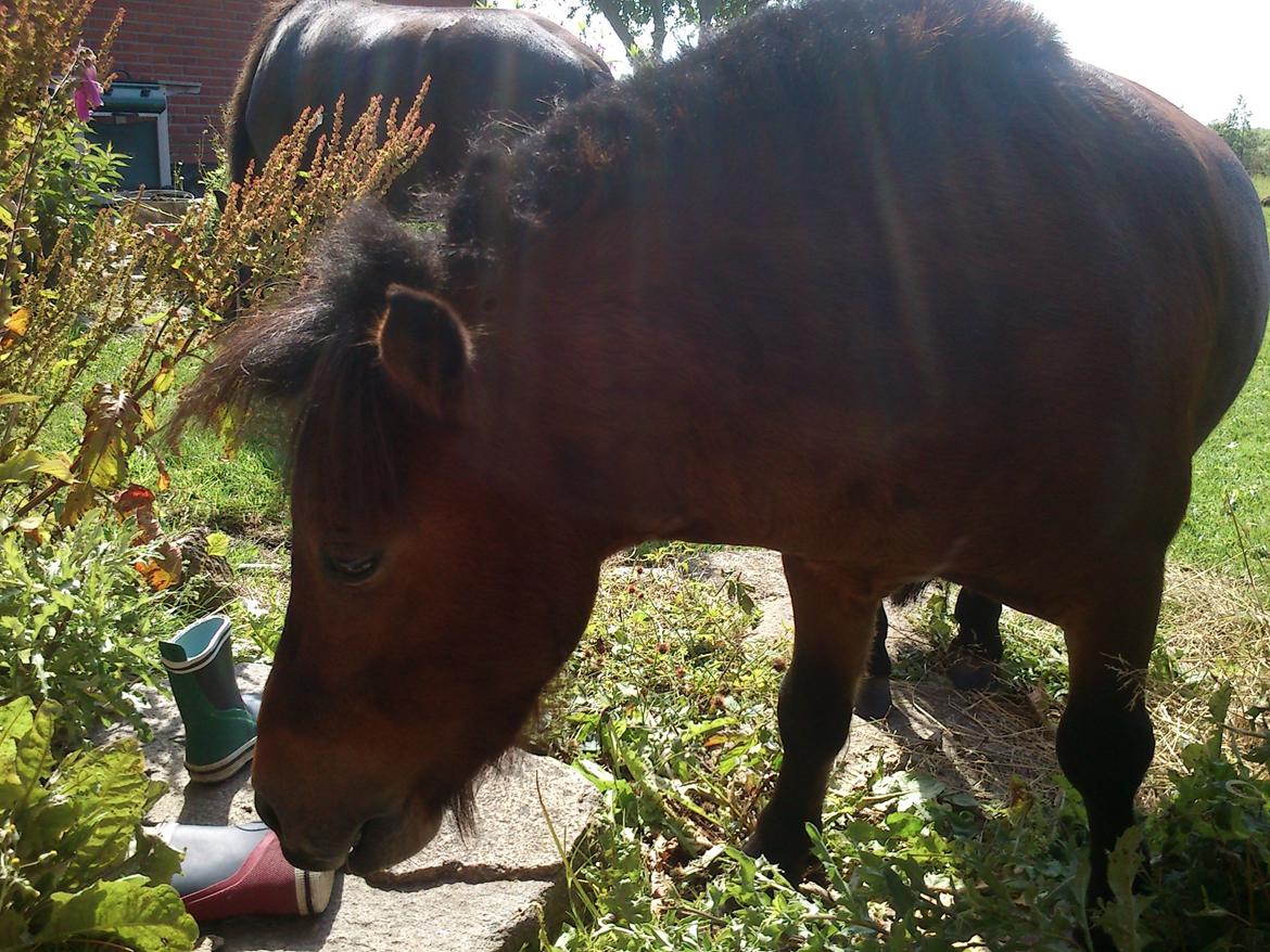 Miniature Hr. Big billede 3