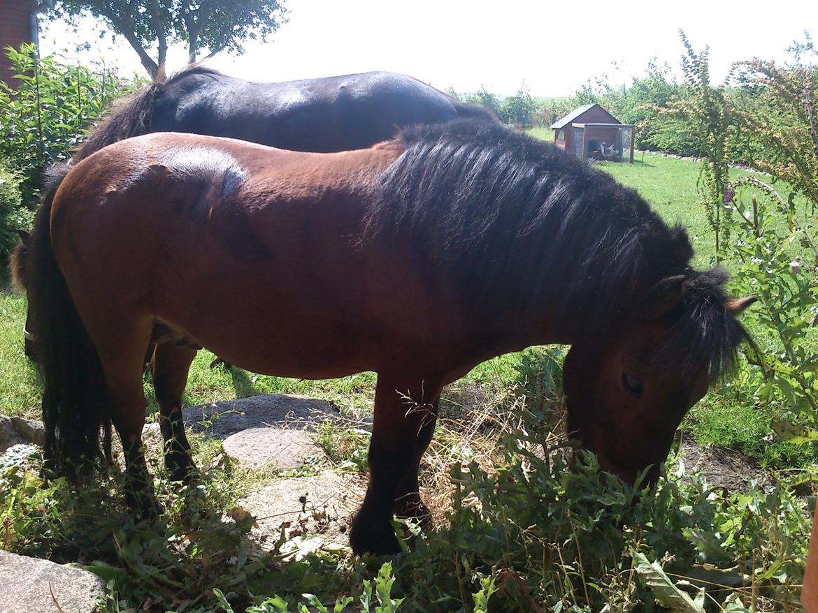 Miniature Hr. Big billede 4