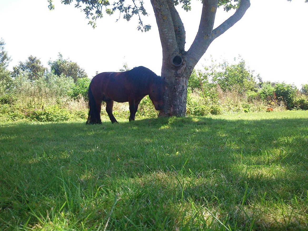 Miniature Hr. Big billede 5