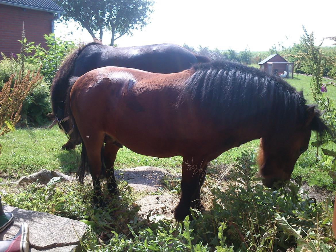 Miniature Hr. Big billede 6