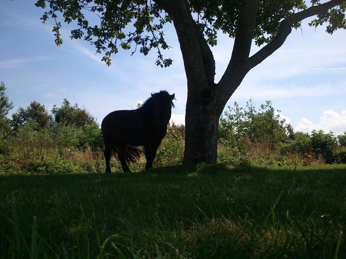 Miniature Hr. Big billede 7