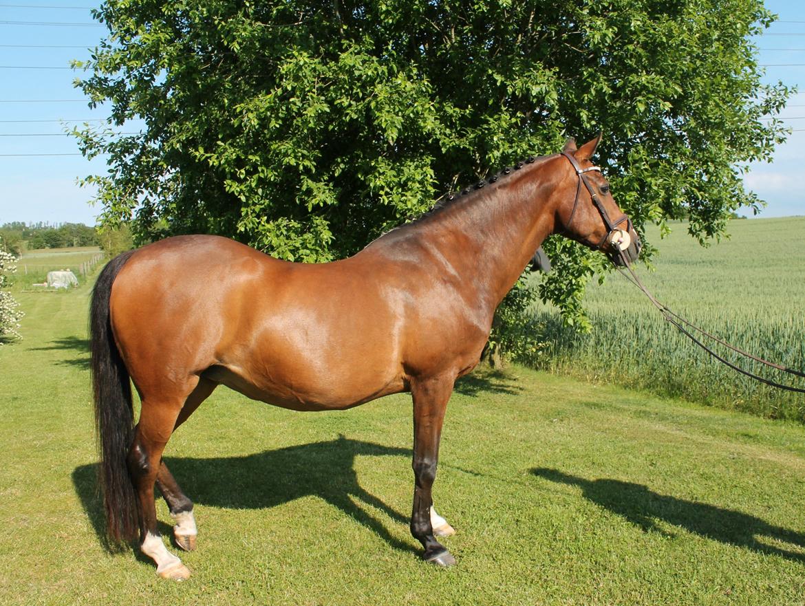 Irsk Sportspony Magic Rose - Sommer 2012 <3 billede 4