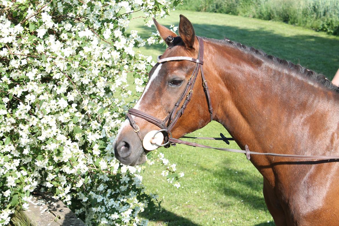 Irsk Sportspony Magic Rose - Smukke Rose 2012 billede 1