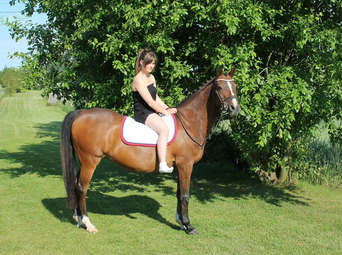 Irsk Sportspony Magic Rose - En magic drøm der blev til virkelig hed.! det var virkelig en dans på røde roser <3 Magic Rose<3 billede 7