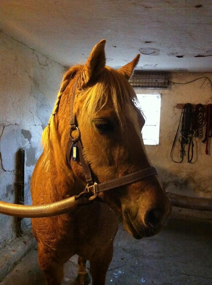 Anden særlig race Hedebo's May Rider *Aflivet* - Hej og velkommen til May's profil :) billede 2