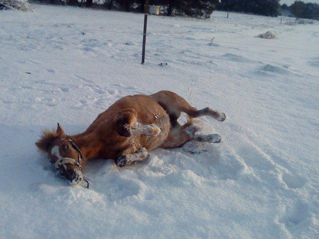 Anden særlig race Hedebo's May Rider *Aflivet* - Lille sne hest ;-) billede 3