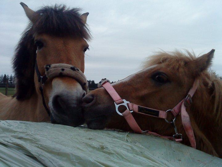Anden særlig race Hedebo's May Rider *Aflivet* - Giver lige Mor en lille mutter! :* billede 4