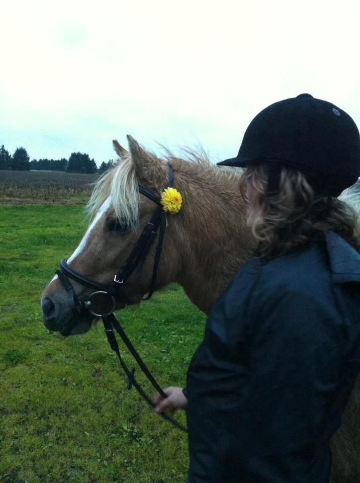 Anden særlig race Hedebo's May Rider *Aflivet* - Prinsessen♥  billede 6