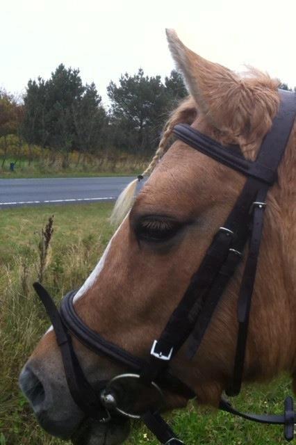 Anden særlig race Hedebo's May Rider *Aflivet* - May er ved at vænne sig til trafikken.♥ billede 7