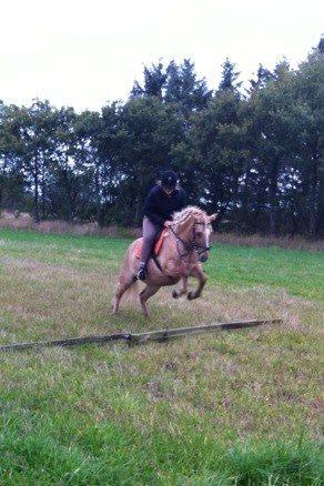 Anden særlig race Hedebo's May Rider *Aflivet* - Det eneste billede hvor May springer over to pinde. STOLT!♥ billede 9