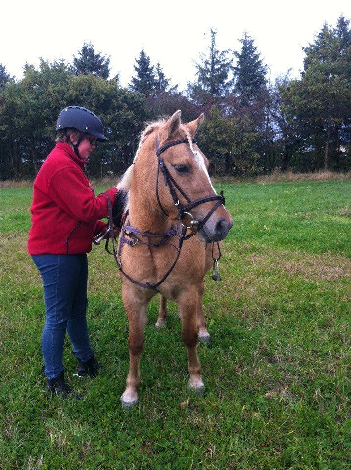 Anden særlig race Hedebo's May Rider *Aflivet* - May Klar til lidt ridning!♥ billede 11