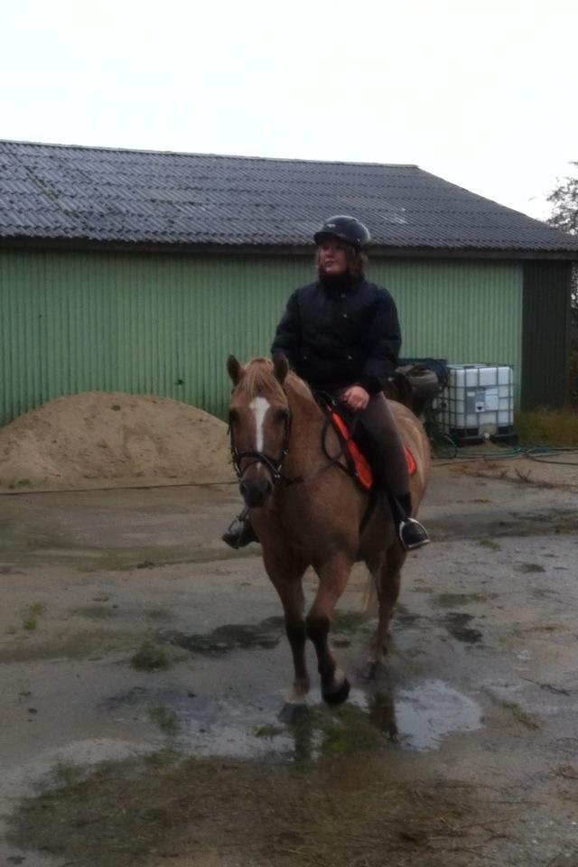 Anden særlig race Hedebo's May Rider *Aflivet* - Efter en våd ridetur!♥ billede 13
