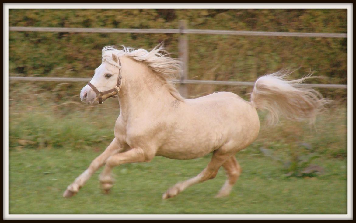 Welsh Mountain (sec A) Rhyd-y-felin Saracen billede 2