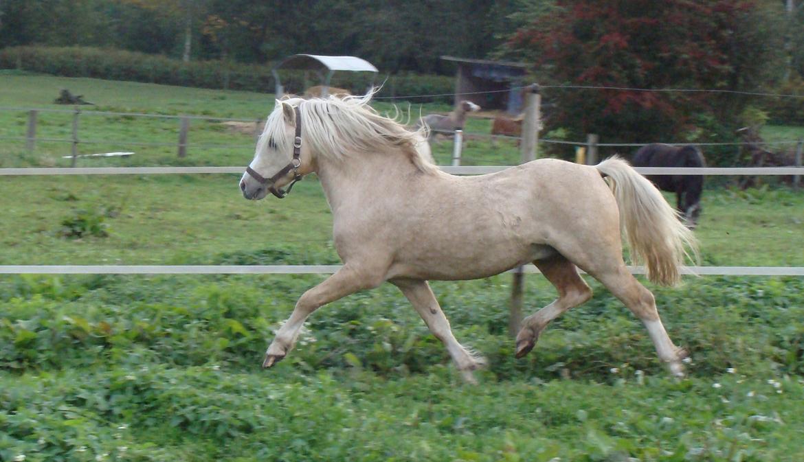 Welsh Mountain (sec A) Rhyd-y-felin Saracen billede 3