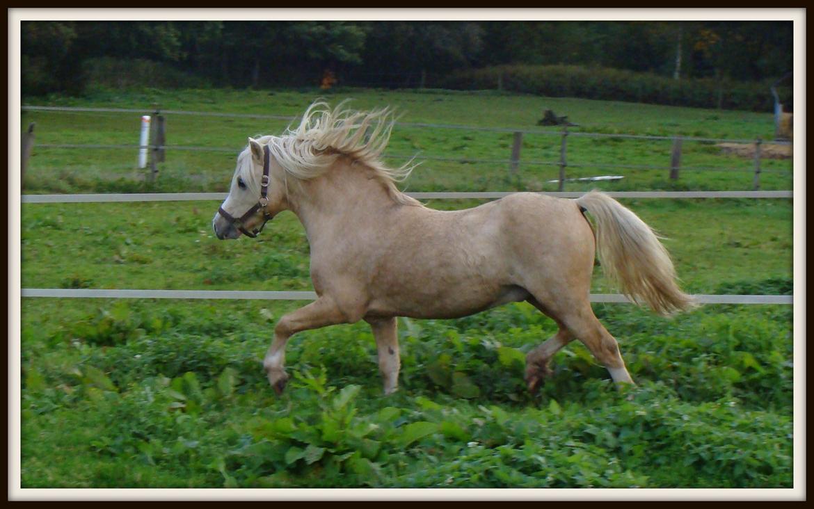 Welsh Mountain (sec A) Rhyd-y-felin Saracen billede 1