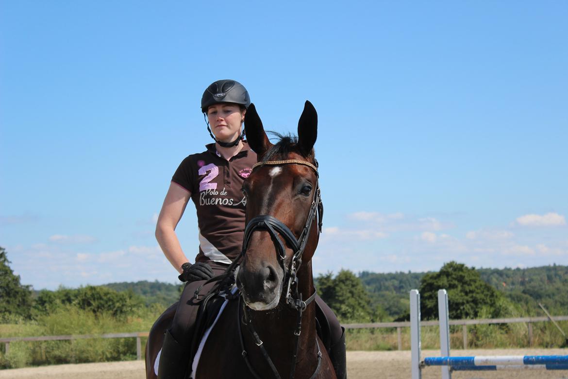 Dansk Varmblod Miss Malibu billede 1