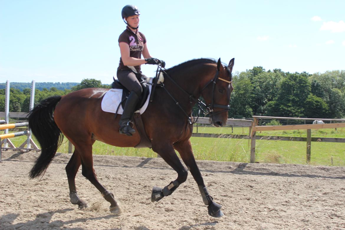 Dansk Varmblod Miss Malibu billede 2