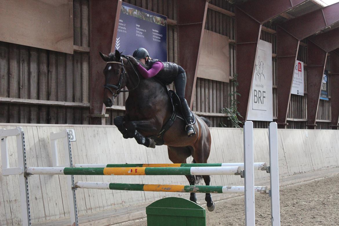 Dansk Varmblod Miss Malibu billede 3