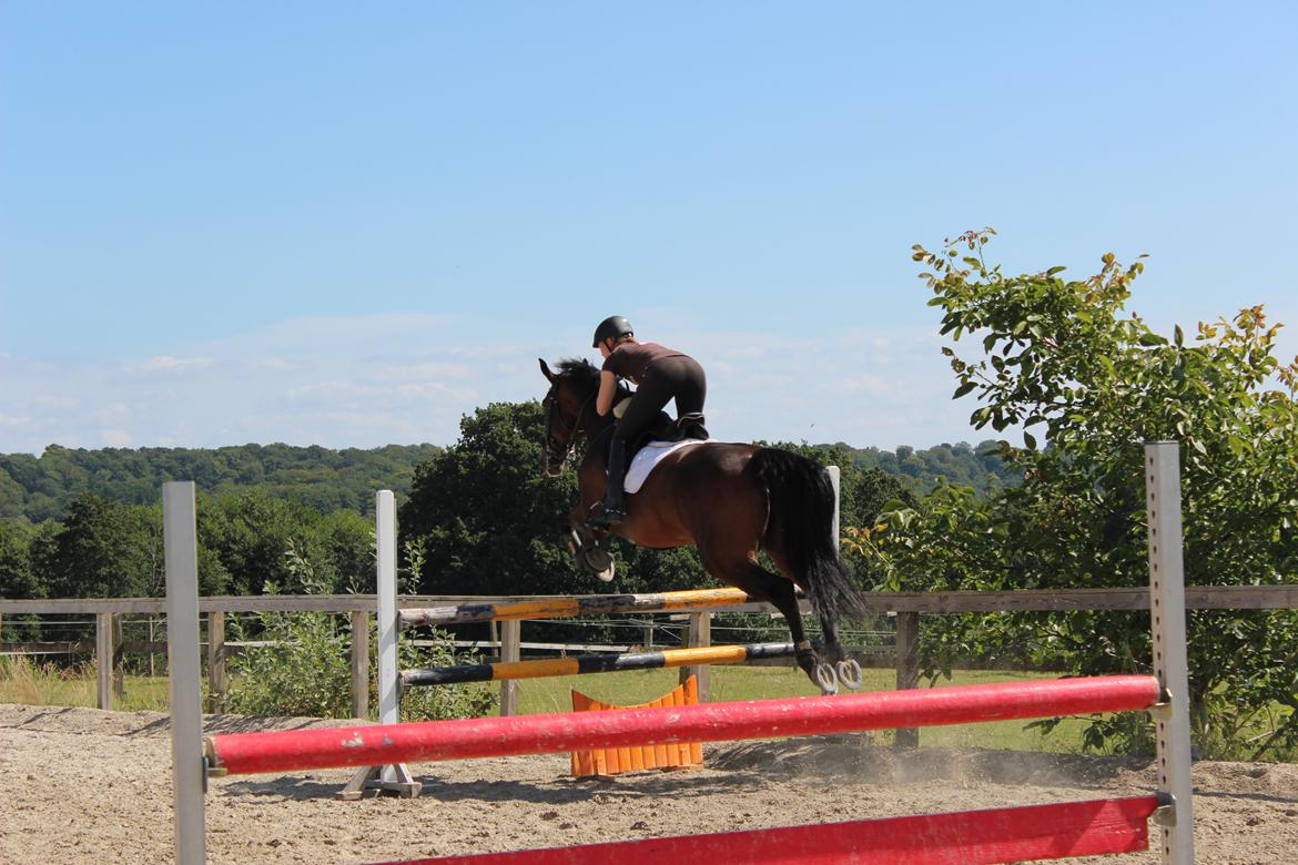 Dansk Varmblod Miss Malibu billede 4