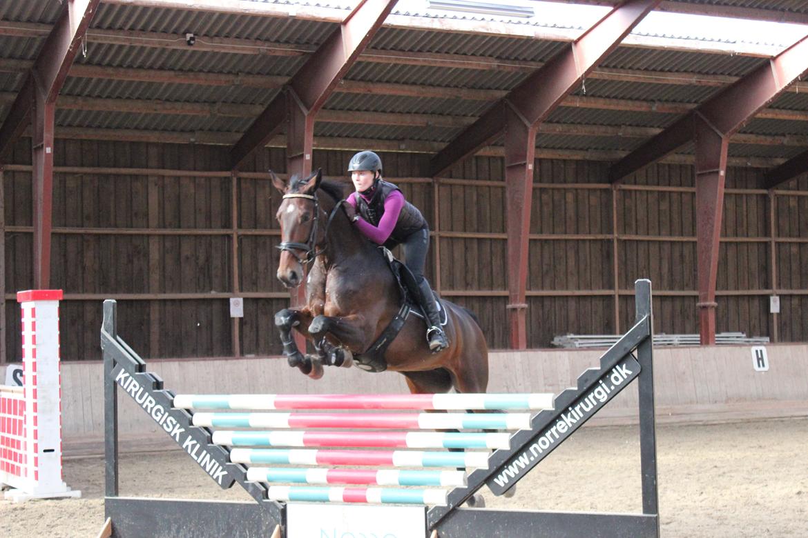 Dansk Varmblod Miss Malibu billede 5