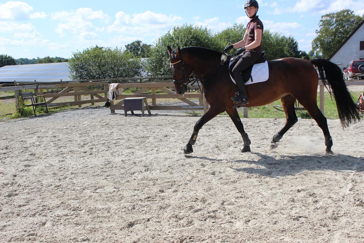 Dansk Varmblod Miss Malibu billede 6