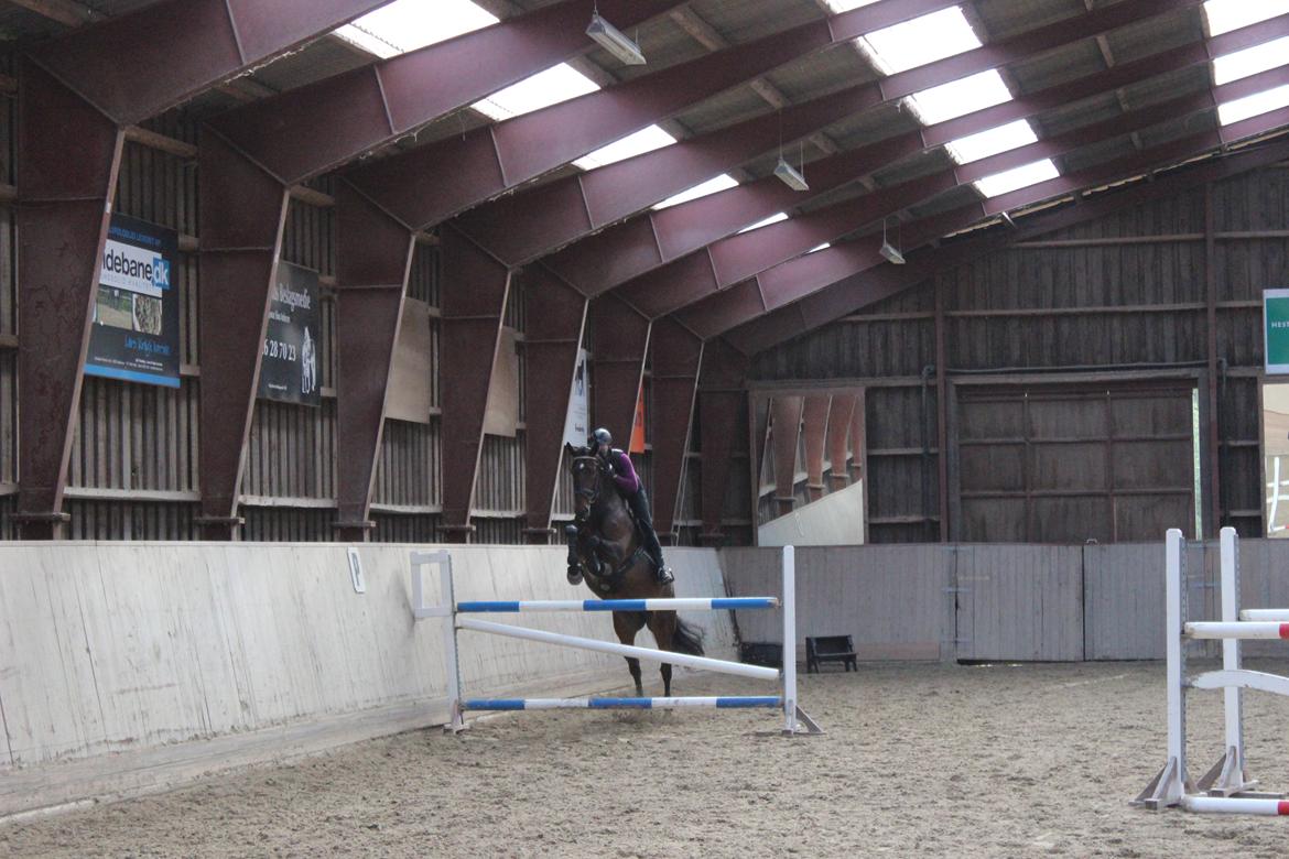 Dansk Varmblod Miss Malibu billede 7