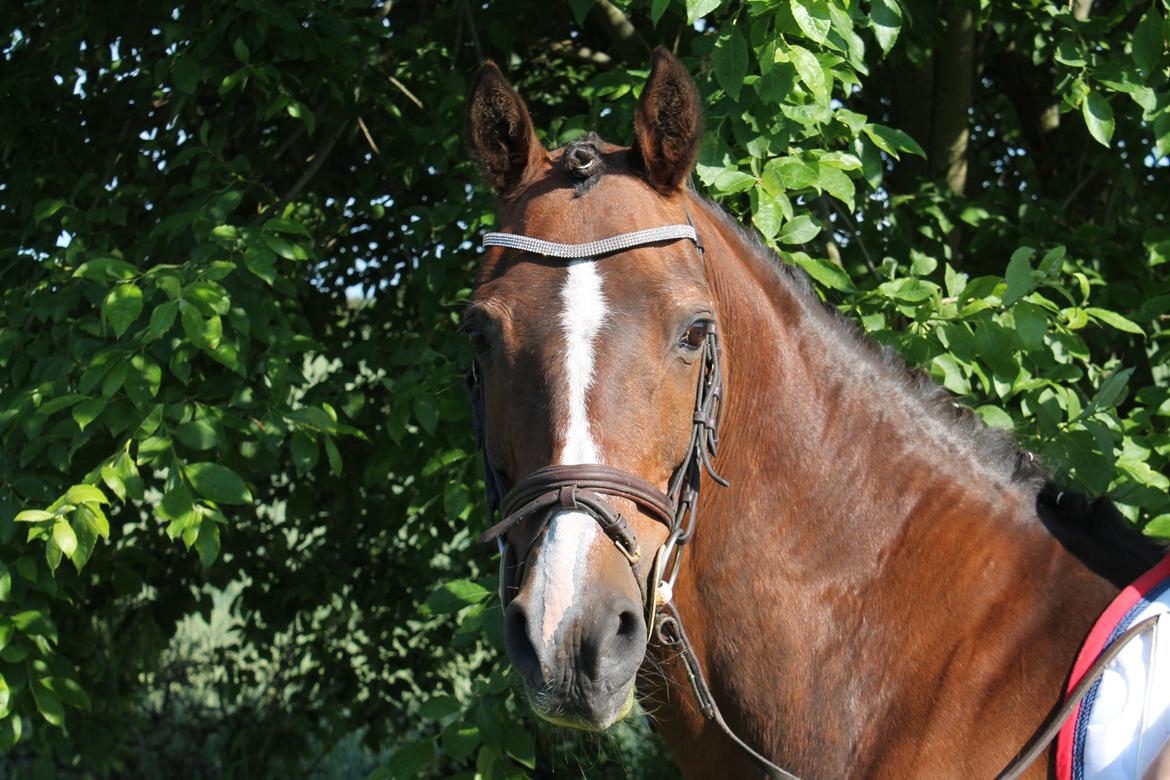 Irsk Sportspony Magic Rose - du er så fantastisk og meget mere! billede 8