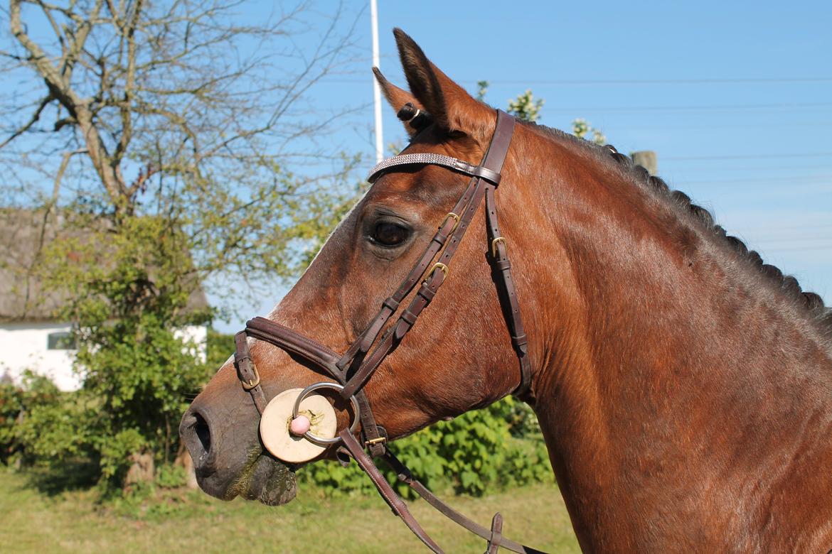 Irsk Sportspony Magic Rose - 2012 <3 billede 10