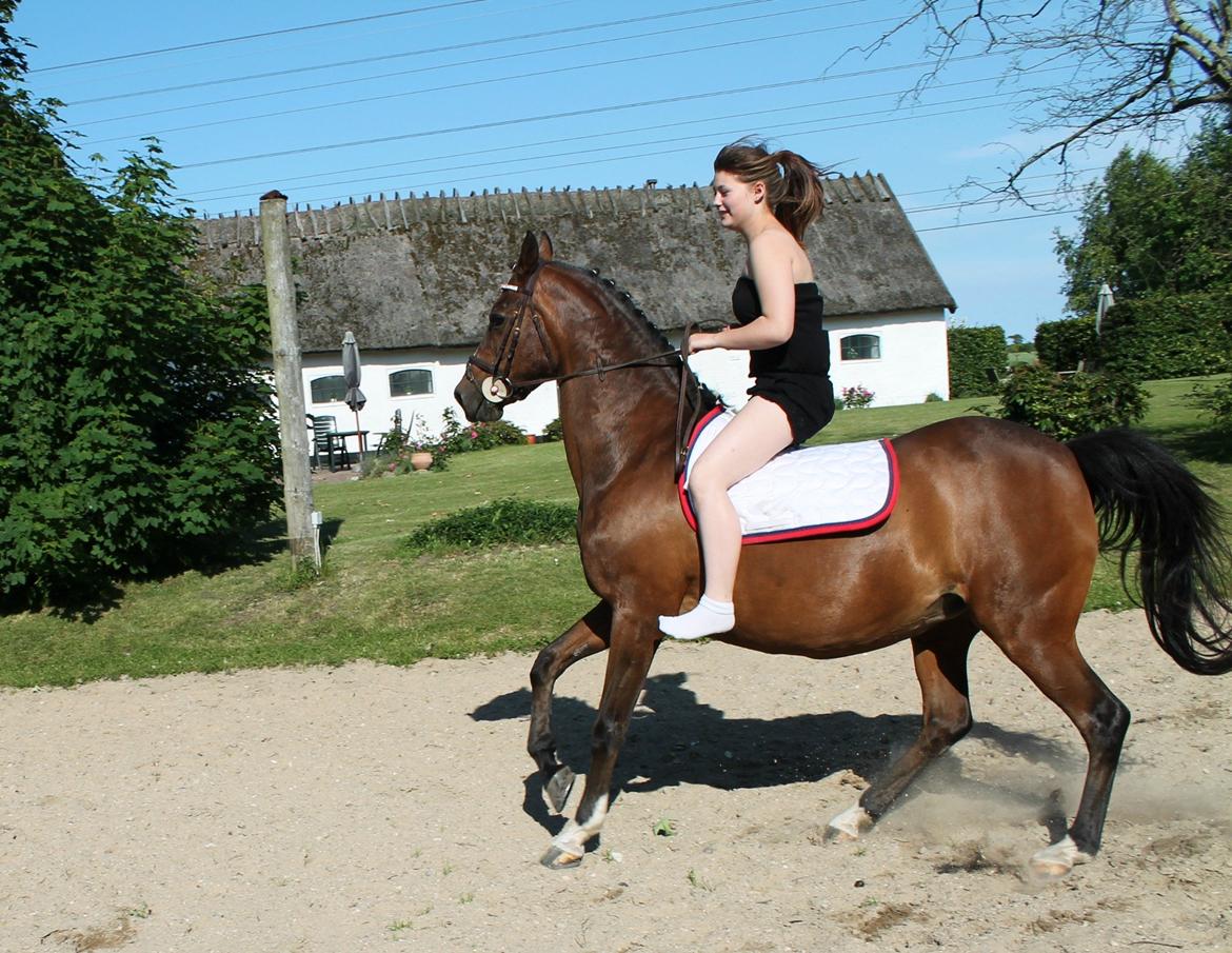 Irsk Sportspony Magic Rose - Ingen ord beskriver det du er! <3 billede 11