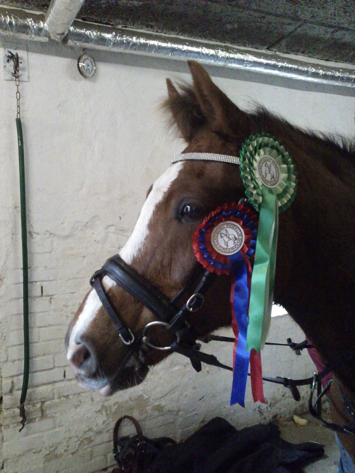 Anden særlig race Røde/Taz - Dejligt springstævne!
En rosette for fejlfri runde (metode B0) i Ld.. og en 4 plads i Lc! :D billede 17