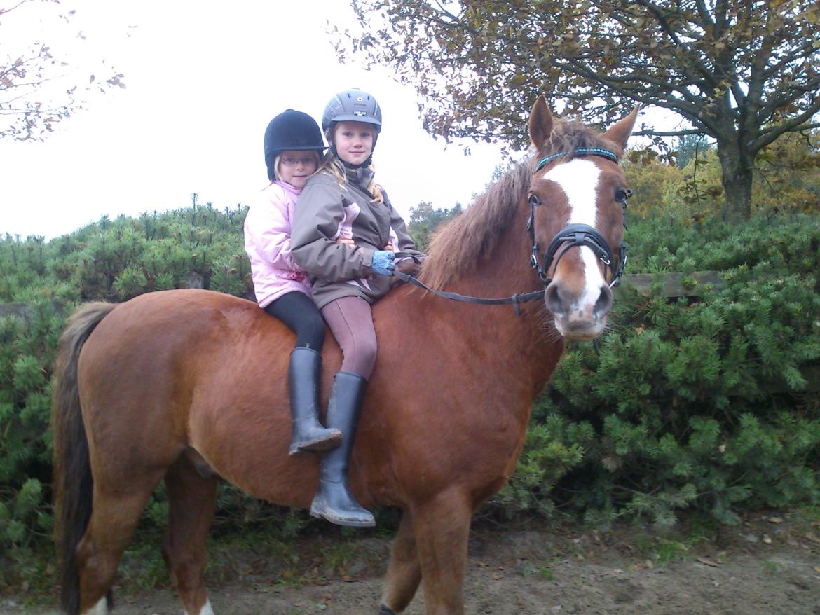 Anden særlig race Røde/Taz - Røde sammen med hans største fans! :D billede 14