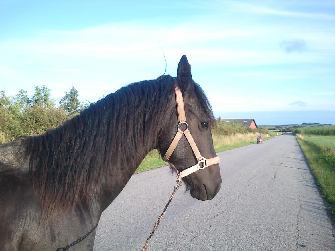 Frieser Hmsogwestern's Antonio billede 5