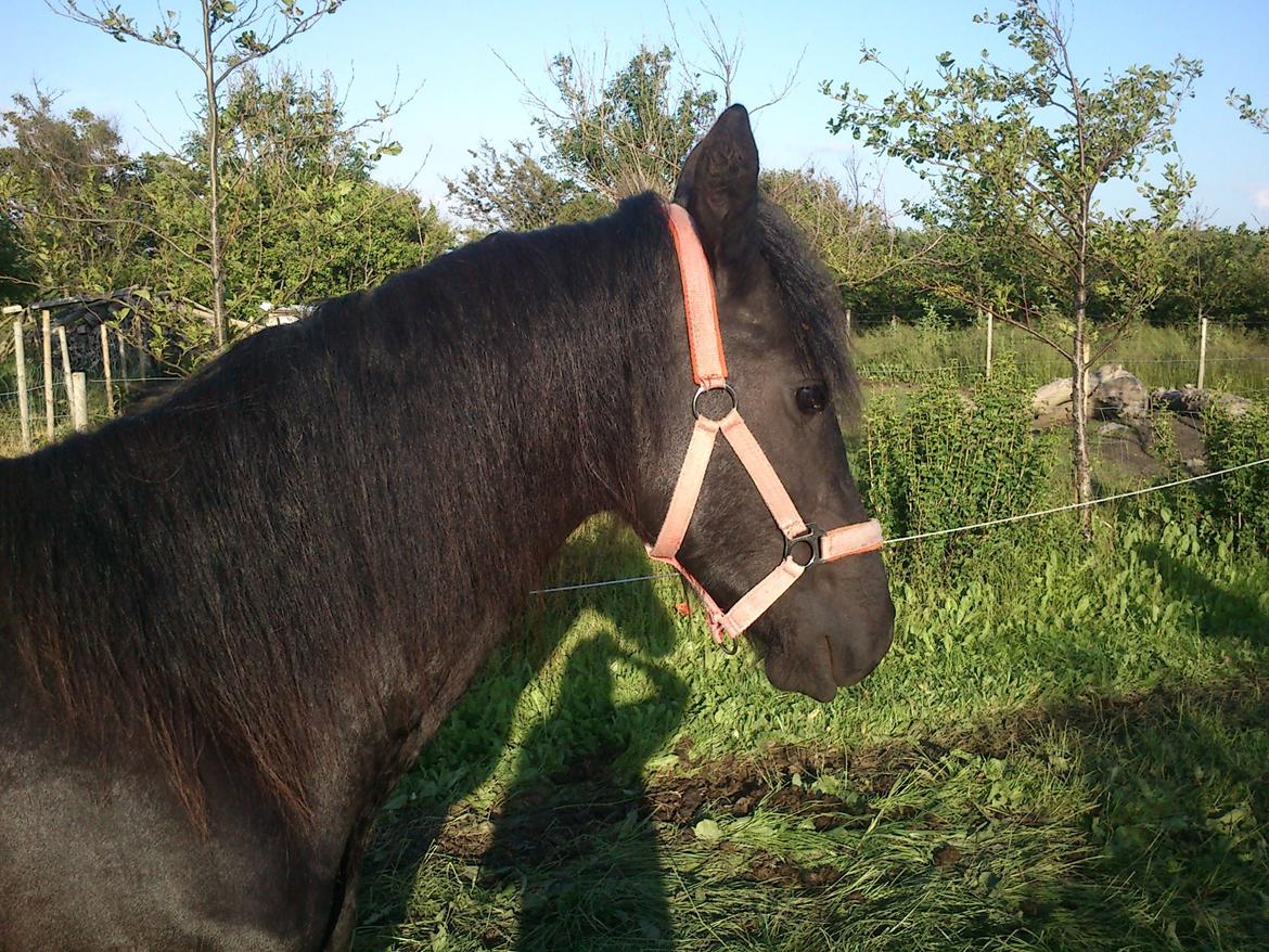 Frieser Hmsogwestern's Antonio billede 6