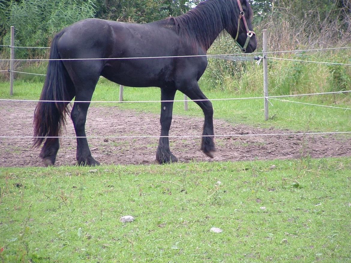 Frieser Hmsogwestern's Antonio billede 8